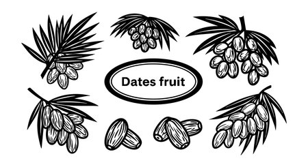 Vector illustration displays various dates fruit clusters and single dates with palm leaves in black and white style, highlighting natural healthy food concept. Clean and detailed. Calm.のイラスト素材