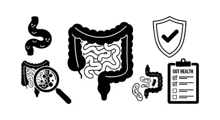 Illustration of human digestive system parts with magnifying glass, shield with checkmark, and health checklist. Medical and health theme for digestive wellness concept. Informative and clean style. Calm mood.のイラスト素材