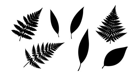 This vector features black silhouette fern and leaf shapes isolated on a white background with simple natural design perfect for decoration or nature themed projects calmのイラスト素材