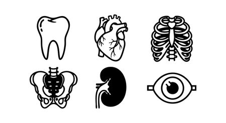 Set of human anatomy icons showing tooth heart rib cage pelvis kidney and eye in simple black line style for educational and medical use calmのイラスト素材