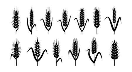 This vector set shows various wheat ears silhouettes with unique shapes and styles representing natural grain elements in agriculture and farming theme calm and simpleのイラスト素材