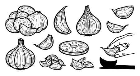 Detailed black and white line drawing featuring garlic bulbs, separated cloves, a sliced garlic piece, and a hand picking a clove with clean sketch style and minimalistic mood.のイラスト素材