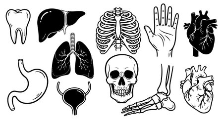 Detailed black and white vector illustration showing various human anatomy parts including skull, rib cage, heart, lungs, liver, stomach, hand, and foot bones for educational use.のイラスト素材