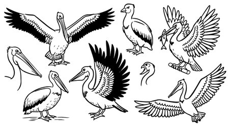 Black and white line art vector showing multiple pelicans in diverse poses with detailed feather and beak illustrations, suitable for educational or nature themed projects, elegant yet simple.のイラスト素材