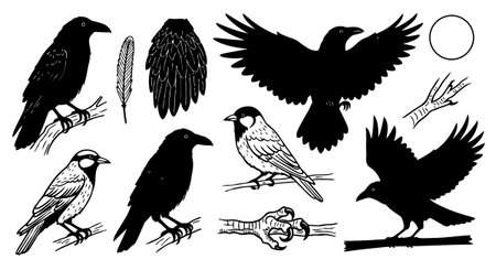 Monochrome vector illustration depicts crows in various poses with feather and claw details, emphasizing natural anatomy and silhouettes, suitable for nature designs, minimal and bold.のイラスト素材