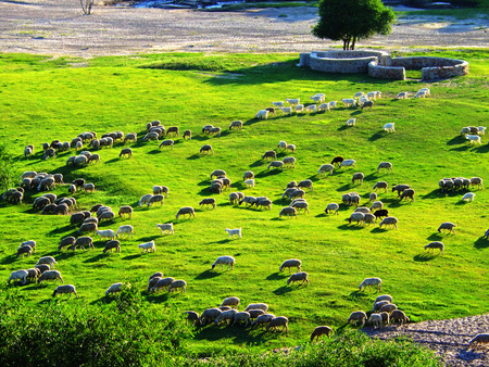 Under the warm sun in the afternoon, goats like scattered pearls flocks graze on the grass.の写真素材