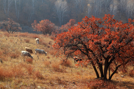 Autumn in Bashang Plateauの写真素材