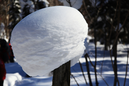 Snow Mushroomsの写真素材