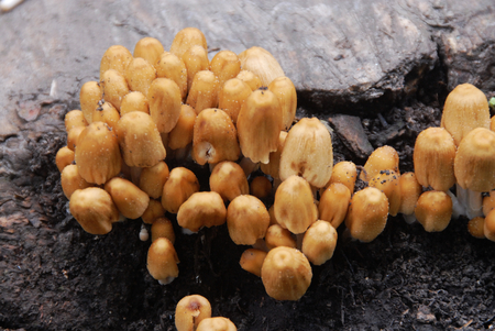 Wild mushroomsの写真素材