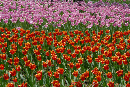 Tulipの写真素材