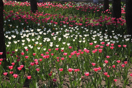 Tulipの写真素材