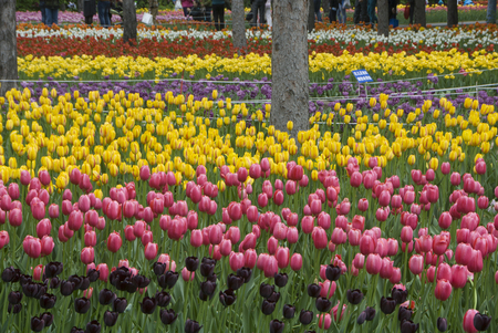 Tulip flowersの写真素材