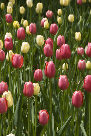 Bud tulipsの写真素材