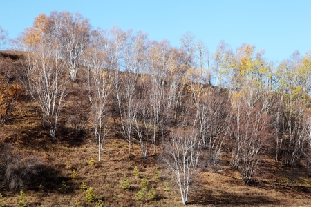 The autumn color on the damの写真素材