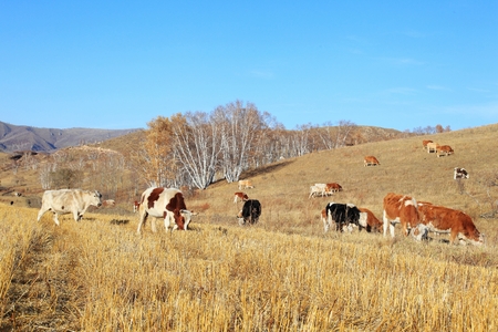 Landscape view of a grassland in Inner Mongolia during autumnの写真素材