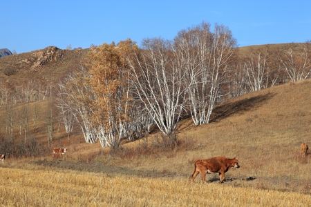 Landscape view of a grassland in Inner Mongolia during autumnの写真素材