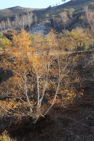 Landscape view of a grassland in Inner Mongolia during autumnの写真素材