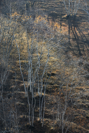Landscape view of a grassland in Inner Mongolia during autumnの写真素材