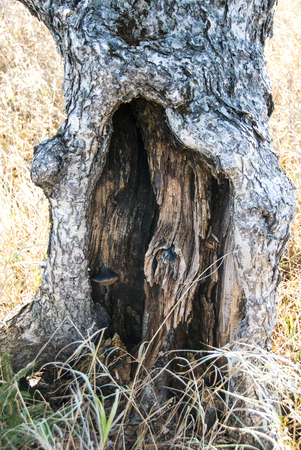 dead branchesの写真素材