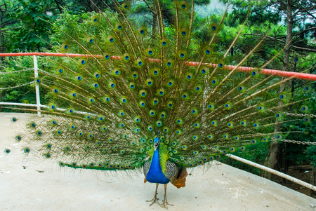 peacock flaunting its tailの写真素材