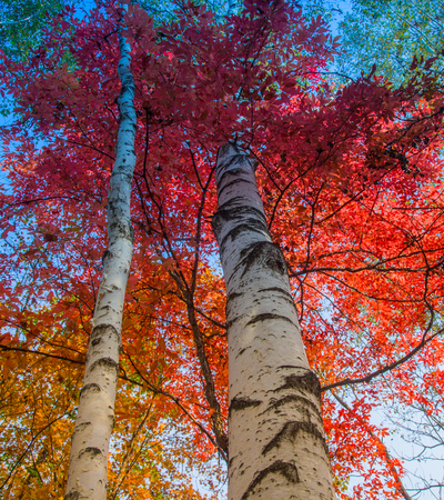 red autumnal leaves