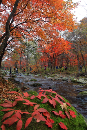 The autumn stream riverのeditorial素材