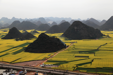 Rural rape flower field sceneryのeditorial素材