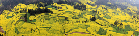 rape flower fieldの写真素材