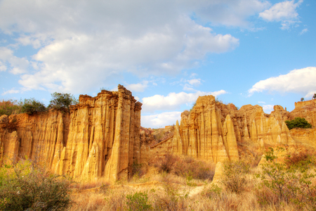 Yuanmou forestの写真素材
