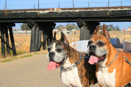 Two male boxer dogs in a park.