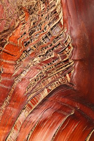 Close up of a tropical palm tree showing unique pattern.