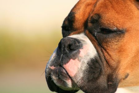 Portrait of a boxer puppy outdoors in a park.の写真素材