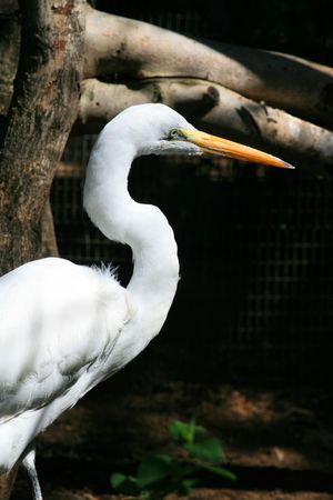 Great White Egretの写真素材