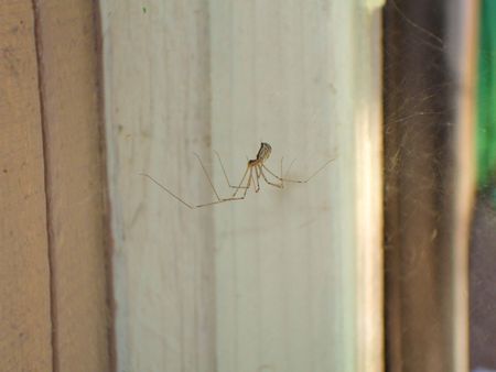 Daddy Long Legs Spider