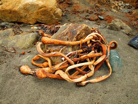 Sea Kelpの写真素材