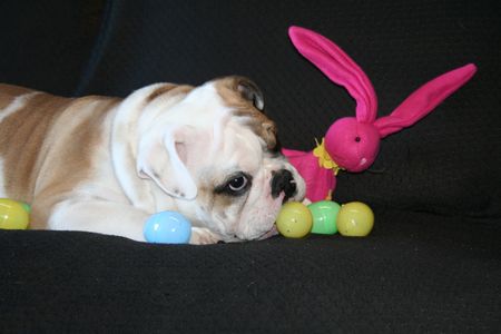 Bulldog Playing With Toysの写真素材