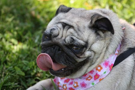 Pugの写真素材