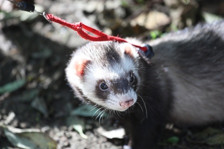 Ferretの写真素材