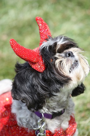 Shih Tzuの写真素材