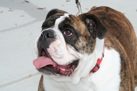 Bulldogの写真素材