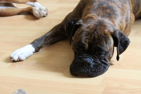 Boxer Dogの写真素材
