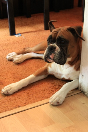 Boxer Dogの写真素材