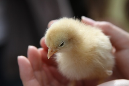 Chickの写真素材