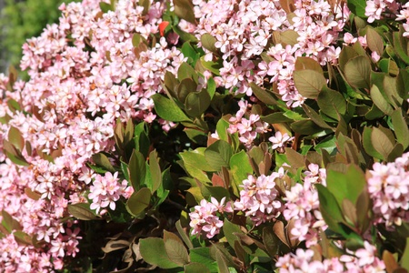Indian Hawthorn Flowerの写真素材