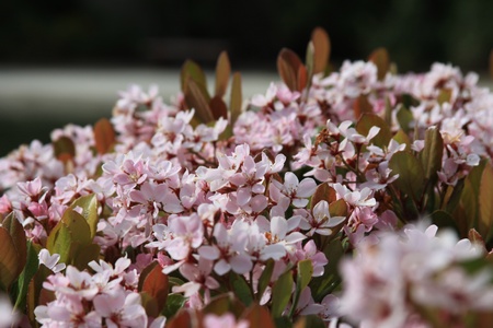 Indian Hawthorn Flowerの写真素材