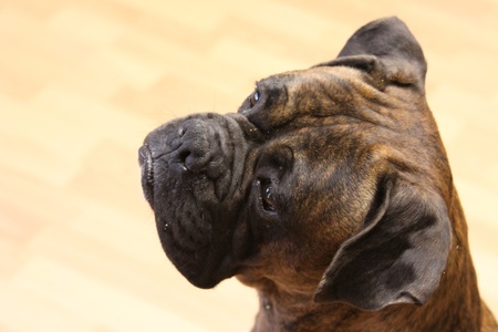 Boxer Dogの写真素材