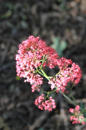 Pink Statice Flowersの写真素材