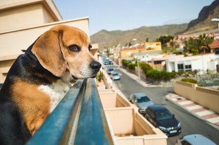 dog looks the streetの写真素材