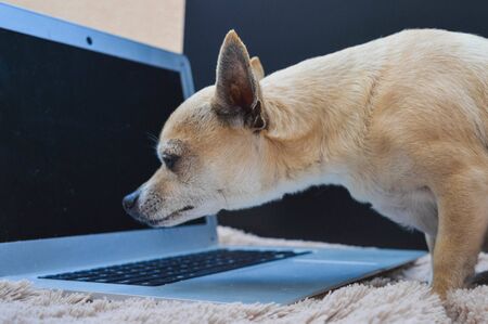 chihuahua dog sitting with a gray laptopの写真素材