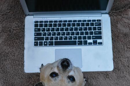 chihuahua dog sitting with a gray laptop seen from aboveの写真素材